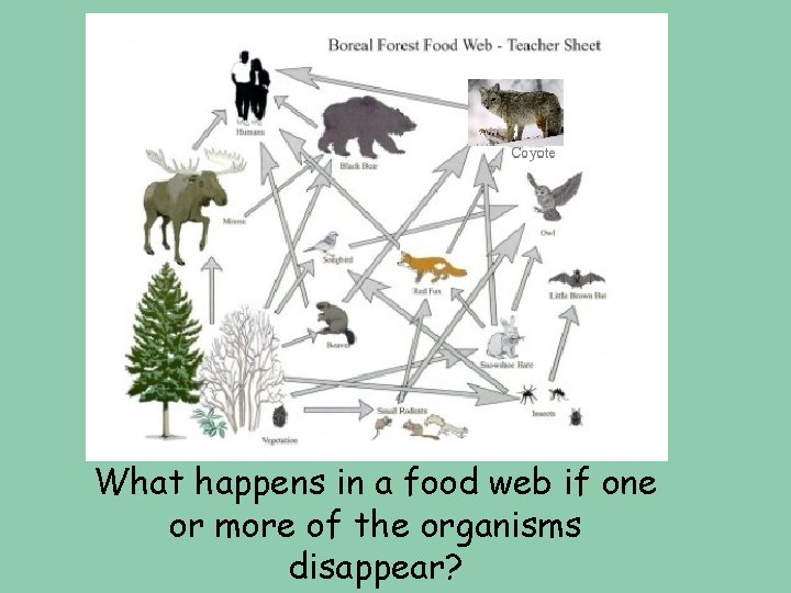 What happens in a food web if one or more of the organisms disappear?