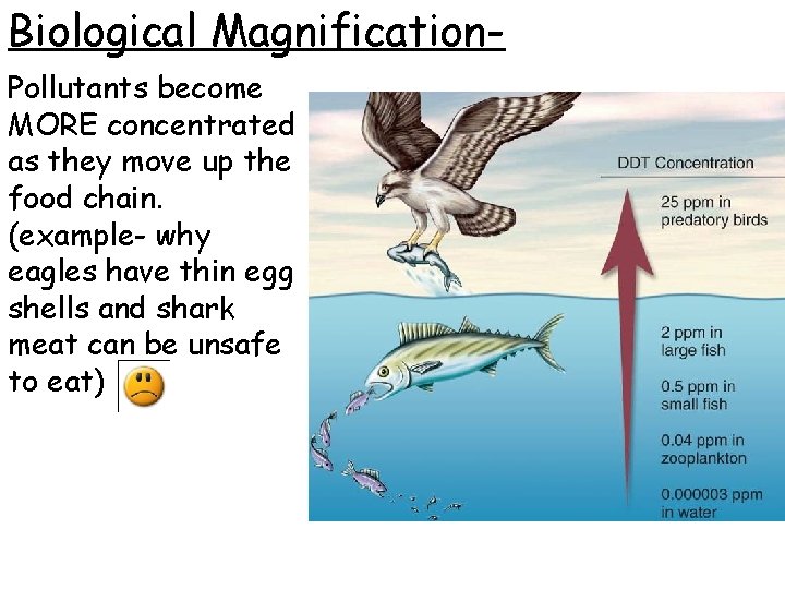 Biological Magnification. Pollutants become MORE concentrated as they move up the food chain. (example-