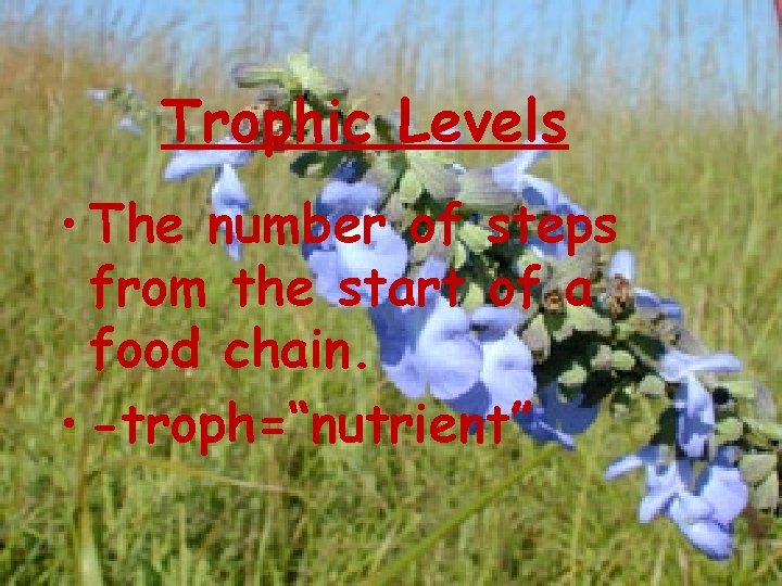 Trophic Levels • The number of steps from the start of a food chain.