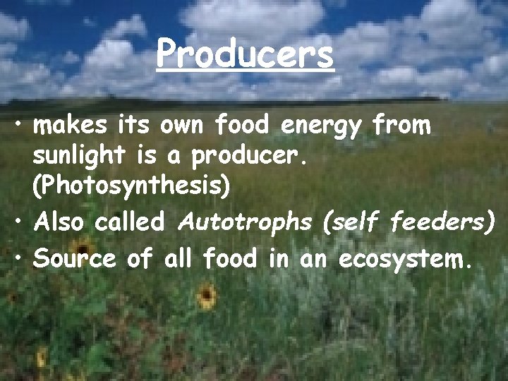 Producers • makes its own food energy from sunlight is a producer. (Photosynthesis) •