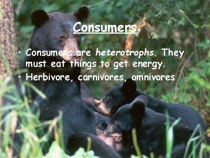 Consumers • Consumers are heterotrophs. They must eat things to get energy. • Herbivore,
