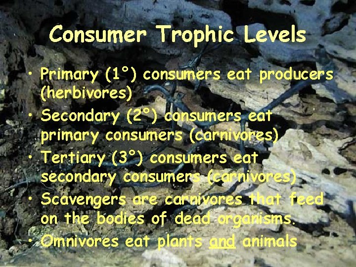 Consumer Trophic Levels • Primary (1°) consumers eat producers (herbivores) • Secondary (2°) consumers