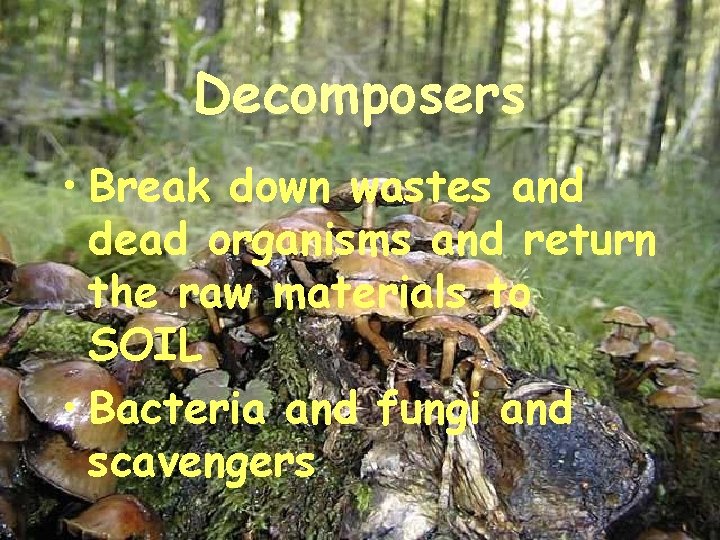 Decomposers • Break down wastes and dead organisms and return the raw materials to
