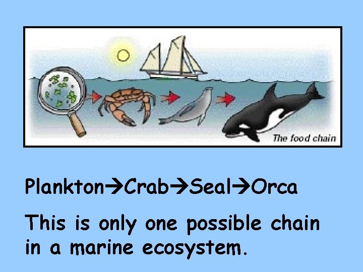 Plankton Crab Seal Orca This is only one possible chain in a marine ecosystem.