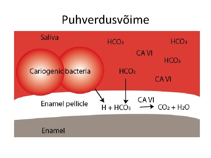 Puhverdusvõime 