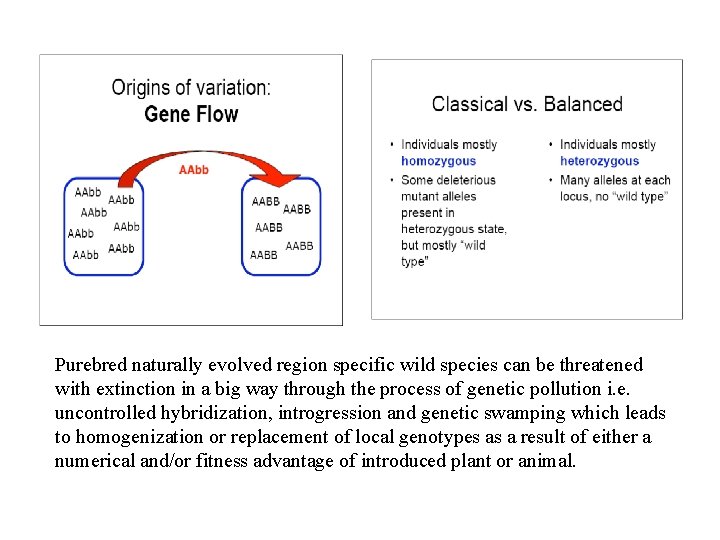 Purebred naturally evolved region specific wild species can be threatened with extinction in a