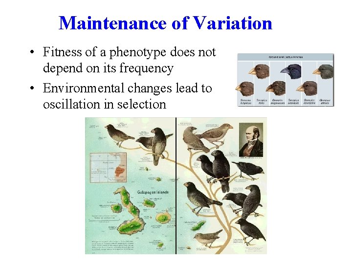 Maintenance of Variation • Fitness of a phenotype does not depend on its frequency