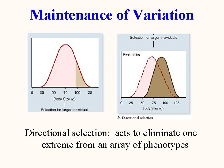 Maintenance of Variation Directional selection: acts to eliminate one extreme from an array of