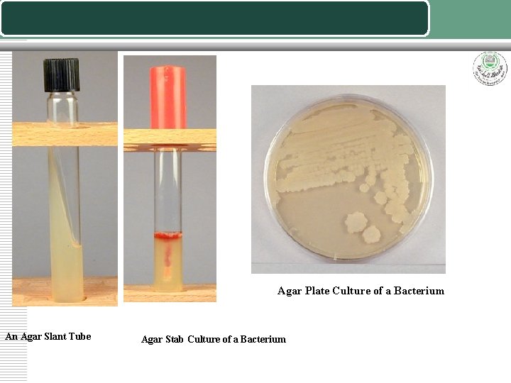 Agar Plate Culture of a Bacterium An Agar Slant Tube Agar Stab Culture of