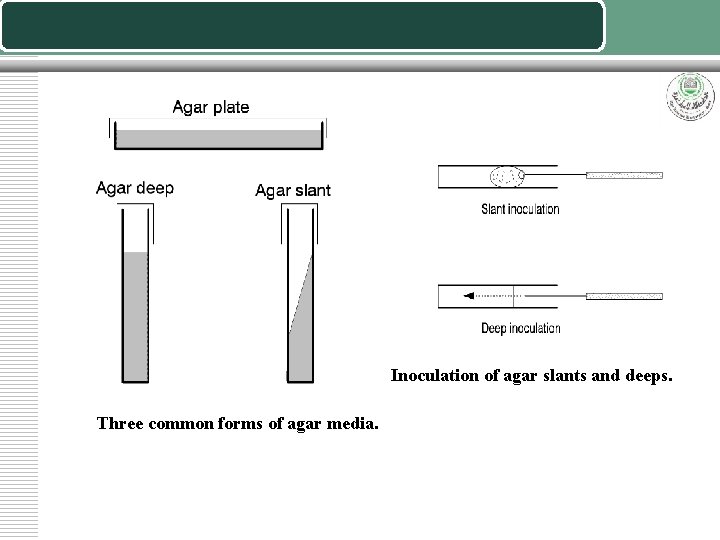 Inoculation of agar slants and deeps. Three common forms of agar media. 