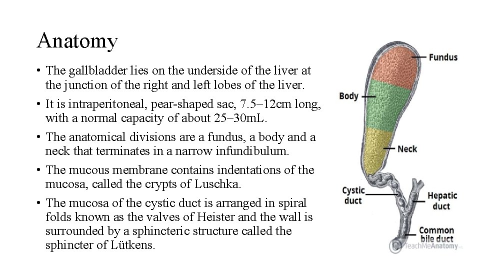 Anatomy • The gallbladder lies on the underside of the liver at the junction