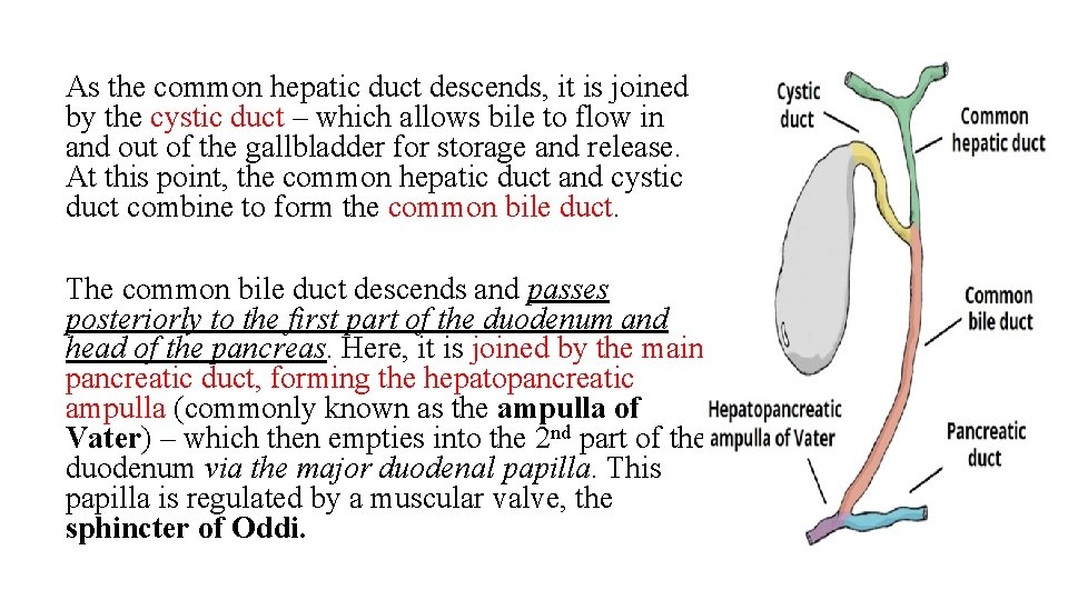 As the common hepatic duct descends, it is joined by the cystic duct –