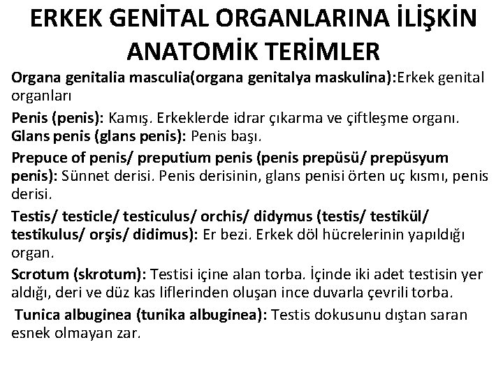 ERKEK GENİTAL ORGANLARINA İLİŞKİN ANATOMİK TERİMLER Organa genitalia masculia(organa genitalya maskulina): Erkek genital organları