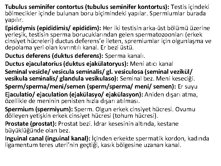 Tubulus seminifer contortus (tubulus seminifer kontortus): Testis içindeki bölmecikler içinde bulunan boru biçimindeki yapılar.