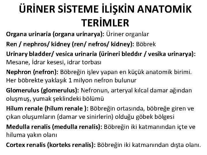 ÜRİNER SİSTEME İLİŞKİN ANATOMİK TERİMLER Organa urinaria (organa urinarya): Üriner organlar Ren / nephros/