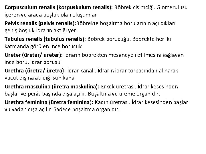 Corpusculum renalis (korpuskulum renalis): Böbrek cisimciği. Glomerulusu içeren ve arada boşluk olan oluşumlar Pelvis