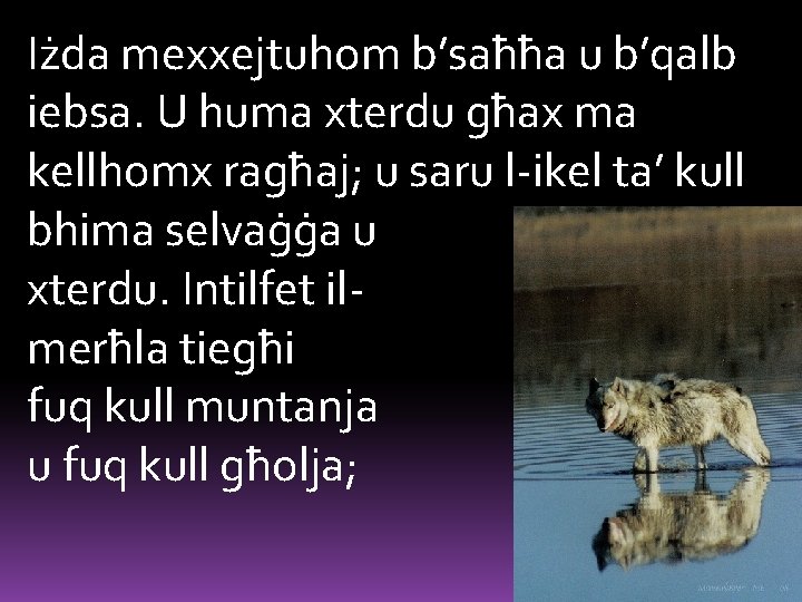 Iżda mexxejtuhom b’saħħa u b’qalb iebsa. U huma xterdu għax ma kellhomx ragħaj; u