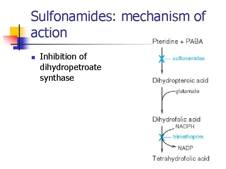 Sulfonamides: mechanism of action n Inhibition of dihydropetroate synthase 