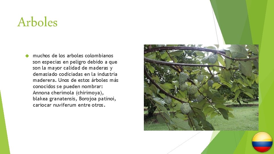 Arboles muchos de los arboles colombianos son especias en peligro debido a que son