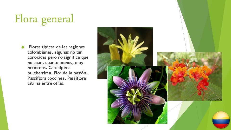 Flora general Flores típicas de las regiones colombianas, algunas no tan conocidas pero no