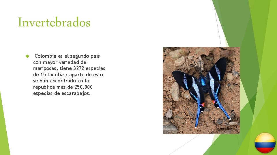 Invertebrados Colombia es el segundo país con mayor variedad de mariposas, tiene 3272 especias