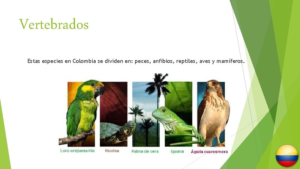 Vertebrados Estas especies en Colombia se dividen en: peces, anfibios, reptiles, aves y mamíferos.