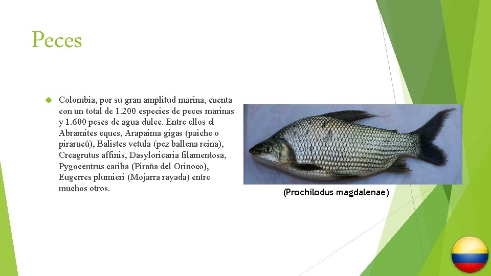 Peces Colombia, por su gran amplitud marina, cuenta con un total de 1. 200