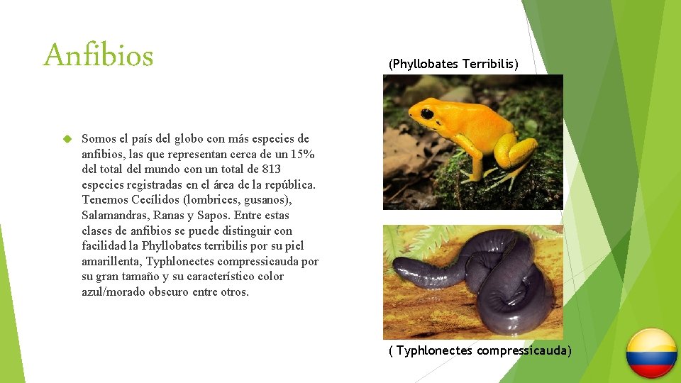 Anfibios (Phyllobates Terribilis) Somos el país del globo con más especies de anfibios, las