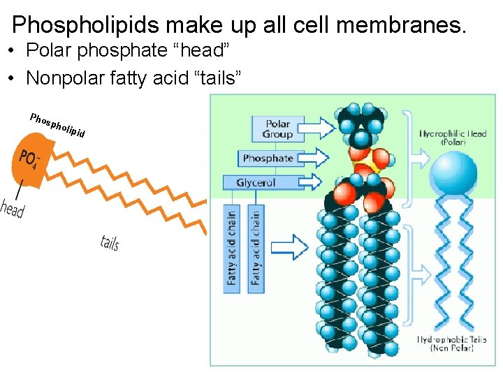 Phospholipids make up all cell membranes. • Polar phosphate “head” • Nonpolar fatty acid