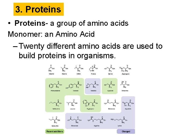 3. Proteins • Proteins- a group of amino acids Monomer: an Amino Acid –