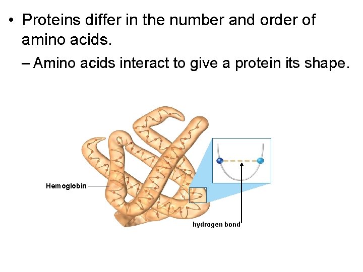  • Proteins differ in the number and order of amino acids. – Amino