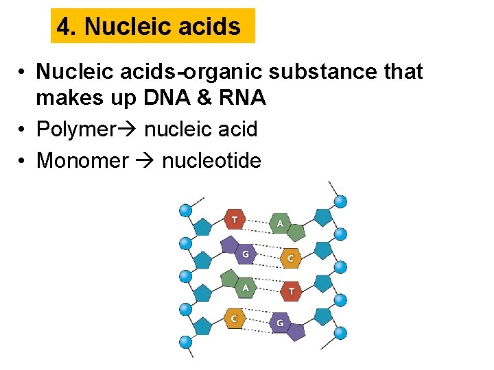 4. Nucleic acids • Nucleic acids-organic substance that makes up DNA & RNA •