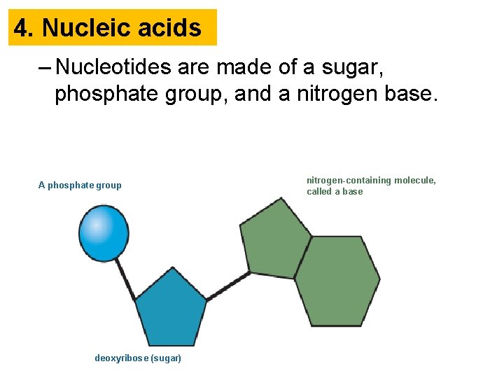 4. Nucleic acids – Nucleotides are made of a sugar, phosphate group, and a