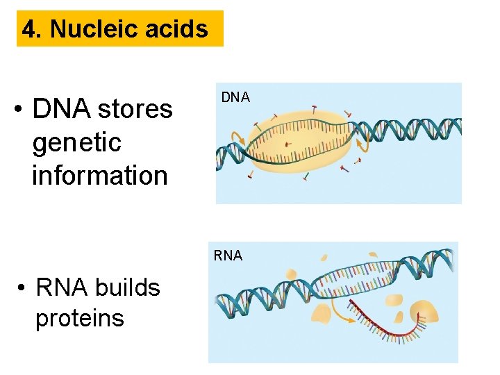 4. Nucleic acids • DNA stores genetic information DNA RNA • RNA builds proteins