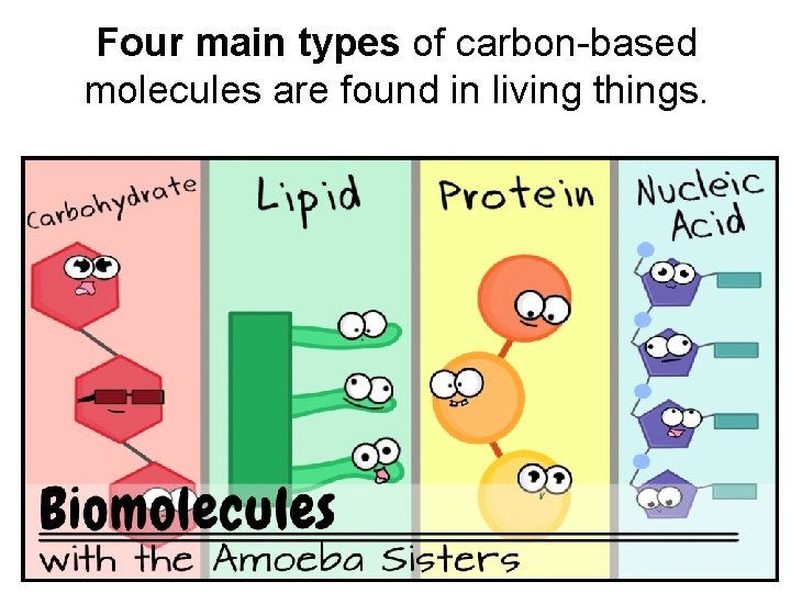 Four main types of carbon-based molecules are found in living things. 