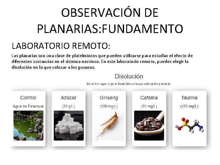 OBSERVACIÓN DE PLANARIAS: FUNDAMENTO LABORATORIO REMOTO: Las planarias son una clase de platelmintos que