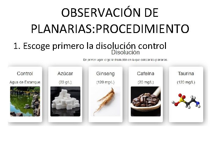 OBSERVACIÓN DE PLANARIAS: PROCEDIMIENTO 1. Escoge primero la disolución control 