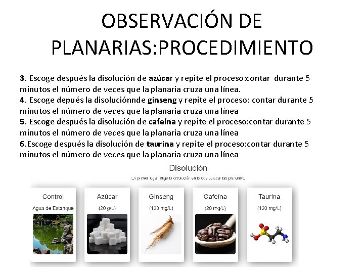 OBSERVACIÓN DE PLANARIAS: PROCEDIMIENTO 3. Escoge después la disolución de azúcar y repite el