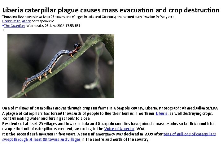 Liberia caterpillar plague causes mass evacuation and crop destruction Thousand flee homes in at