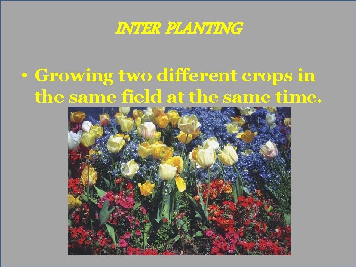 INTER PLANTING • Growing two different crops in the same field at the same