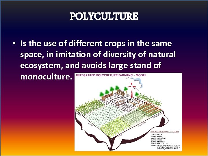 POLYCULTURE • Is the use of different crops in the same space, in imitation