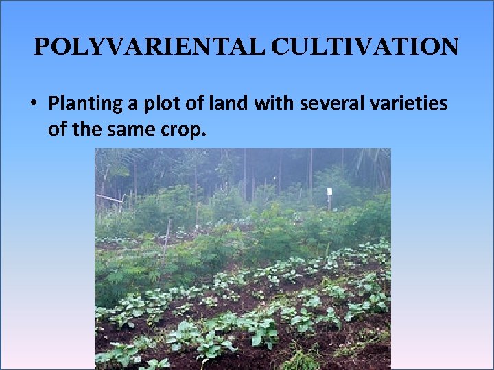 POLYVARIENTAL CULTIVATION • Planting a plot of land with several varieties of the same