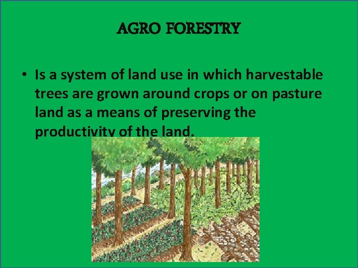 AGRO FORESTRY • Is a system of land use in which harvestable trees are