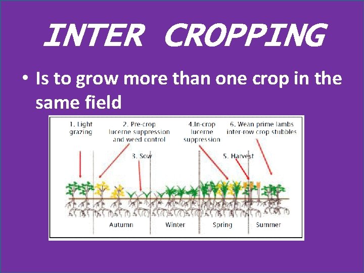 INTER CROPPING • Is to grow more than one crop in the same field