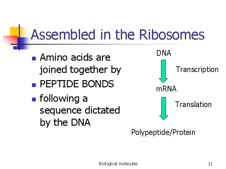 Assembled in the Ribosomes n n n Amino acids are joined together by PEPTIDE
