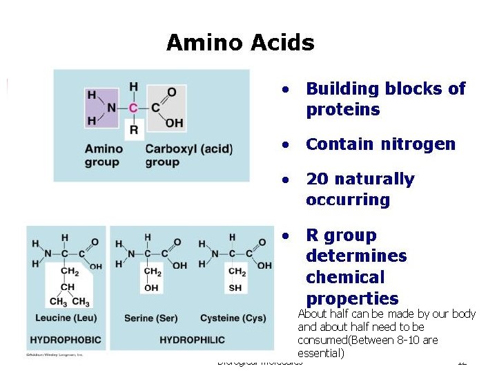 About half can be made by our body and about half need to be