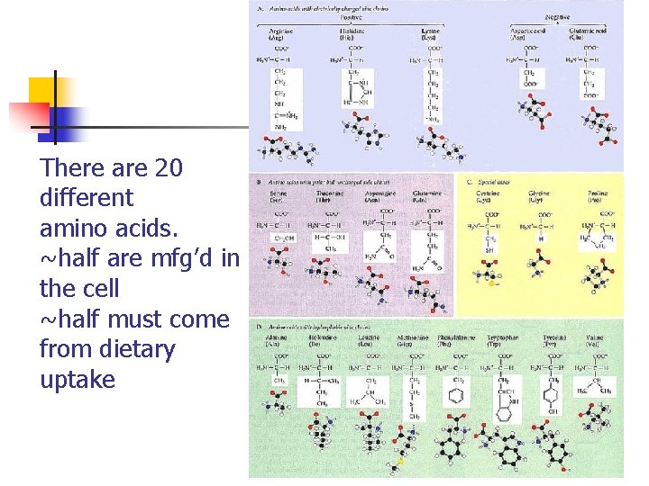 There are 20 different amino acids. ~half are mfg’d in the cell ~half must