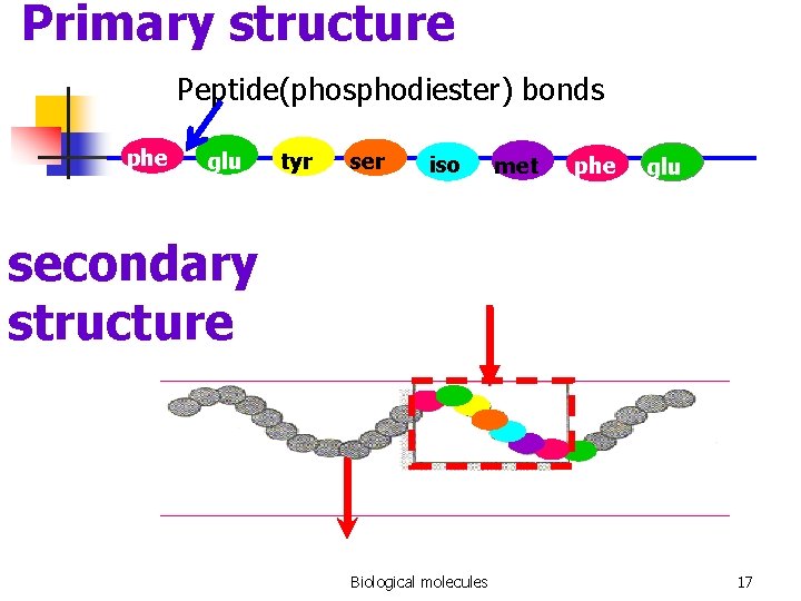 Primary structure Peptide(phosphodiester) bonds phe glu tyr ser iso met phe glu secondary structure
