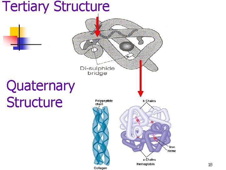 Tertiary Structure Quaternary Structure Biological molecules 18 
