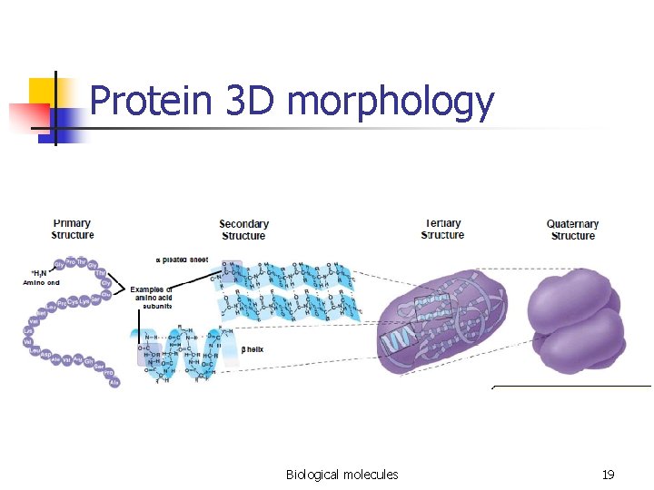 Protein 3 D morphology Biological molecules 19 